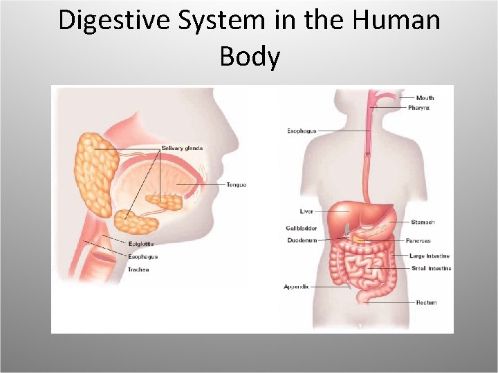Digestive System in the Human Body 