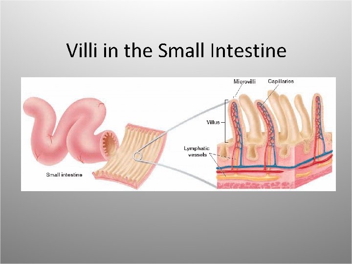 Villi in the Small Intestine 