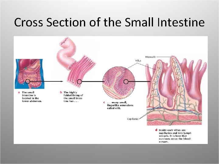 Cross Section of the Small Intestine 