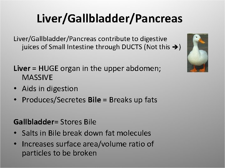 Liver/Gallbladder/Pancreas contribute to digestive juices of Small Intestine through DUCTS (Not this ) Liver