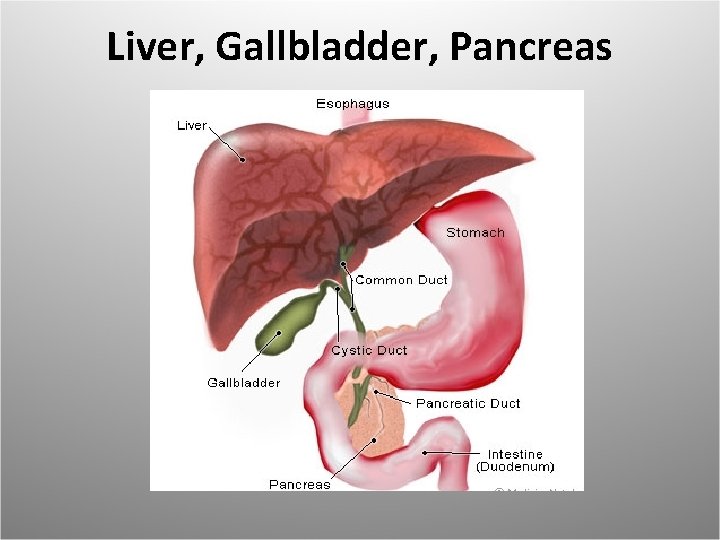 Liver, Gallbladder, Pancreas 
