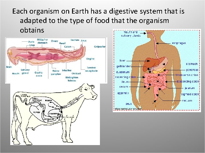 Each organism on Earth has a digestive system that is adapted to the type