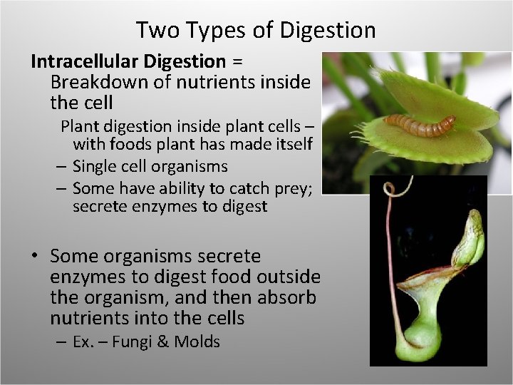 Two Types of Digestion Intracellular Digestion = Breakdown of nutrients inside the cell Plant