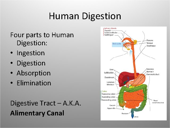 Human Digestion Four parts to Human Digestion: • Ingestion • Digestion • Absorption •