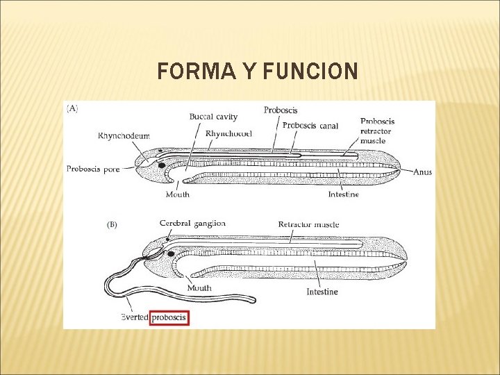 FORMA Y FUNCION 