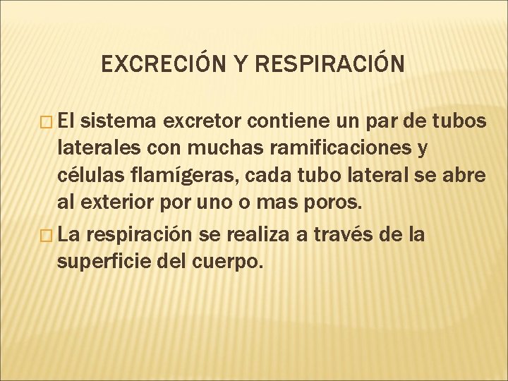 EXCRECIÓN Y RESPIRACIÓN � El sistema excretor contiene un par de tubos laterales con