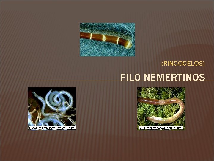 (RINCOCELOS) FILO NEMERTINOS 