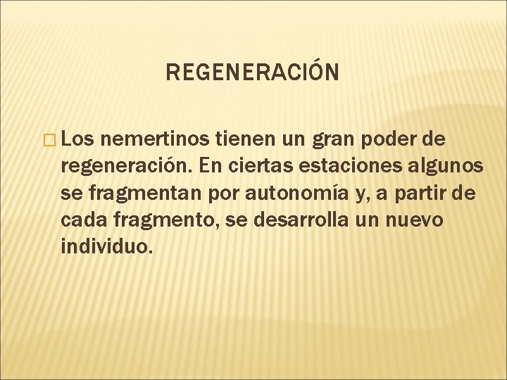 REGENERACIÓN � Los nemertinos tienen un gran poder de regeneración. En ciertas estaciones algunos