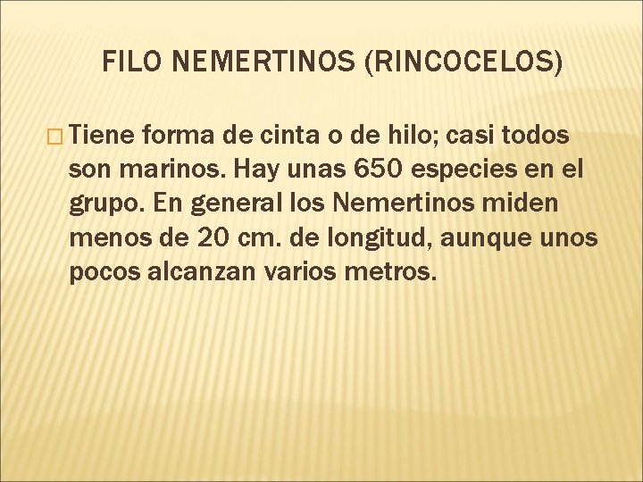 FILO NEMERTINOS (RINCOCELOS) � Tiene forma de cinta o de hilo; casi todos son