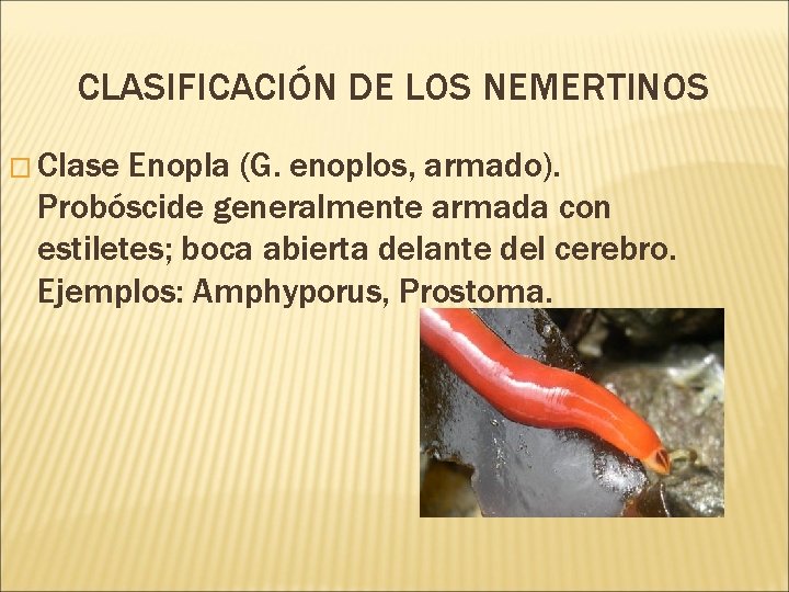 CLASIFICACIÓN DE LOS NEMERTINOS � Clase Enopla (G. enoplos, armado). Probóscide generalmente armada con