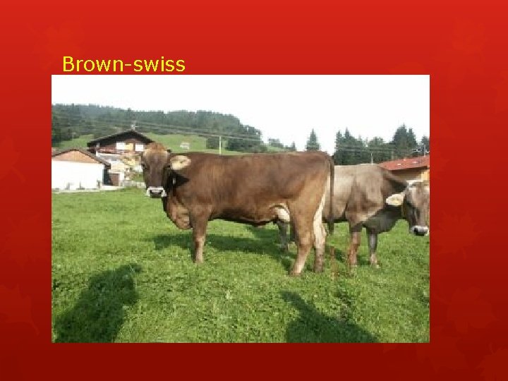 Brown-swiss 