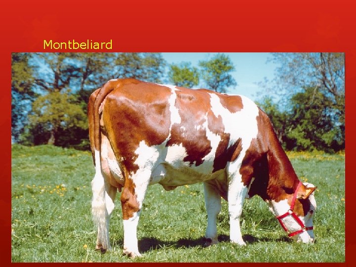 Montbeliard 