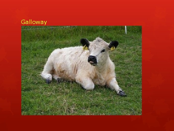 Galloway 