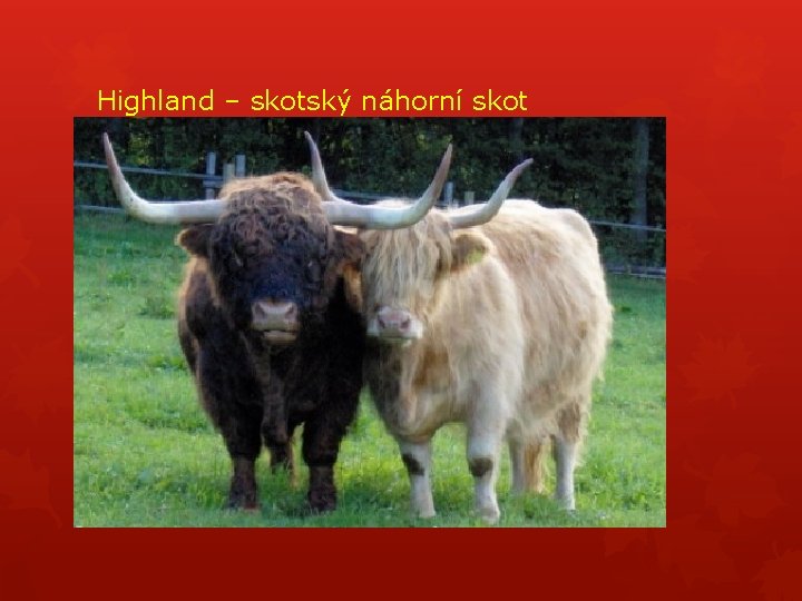 Highland – skotský náhorní skot 