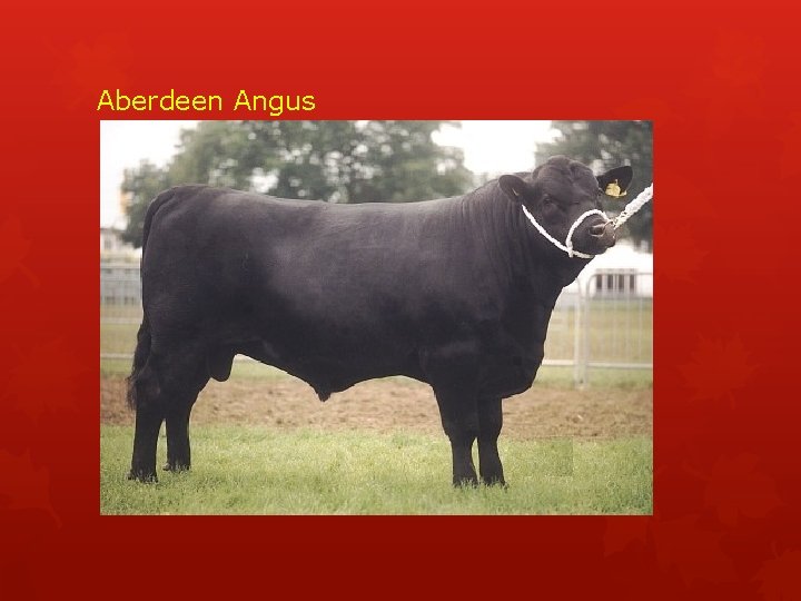 Aberdeen Angus 