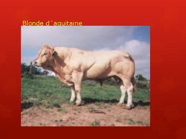 Blonde d´aquitaine 