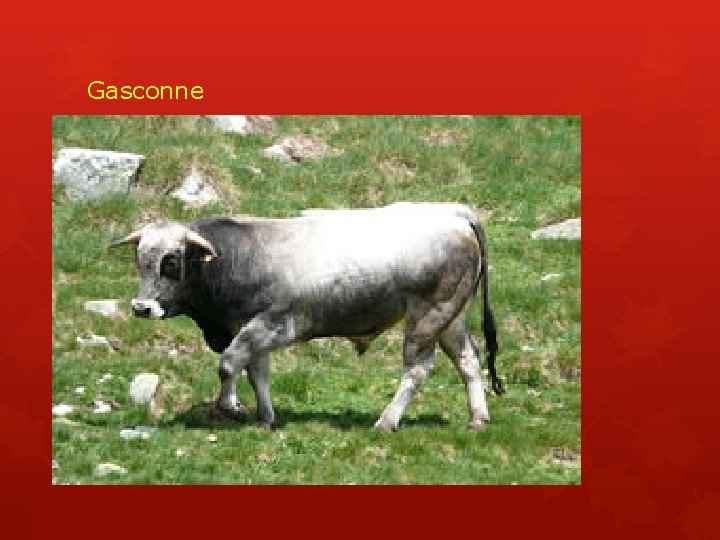 Gasconne 