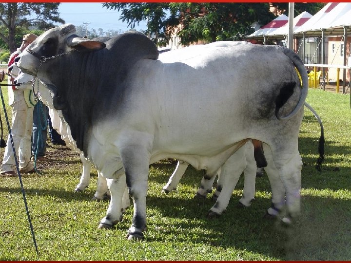 Brahman 