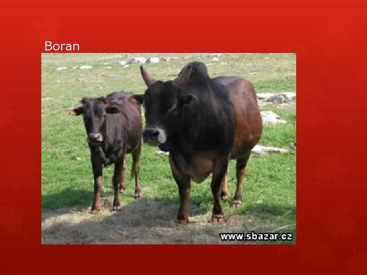 Boran 