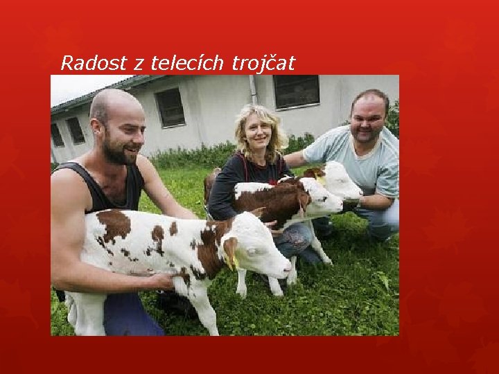 Radost z telecích trojčat 