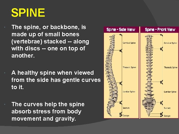SPINE The spine, or backbone, is made up of small bones (vertebrae) stacked --