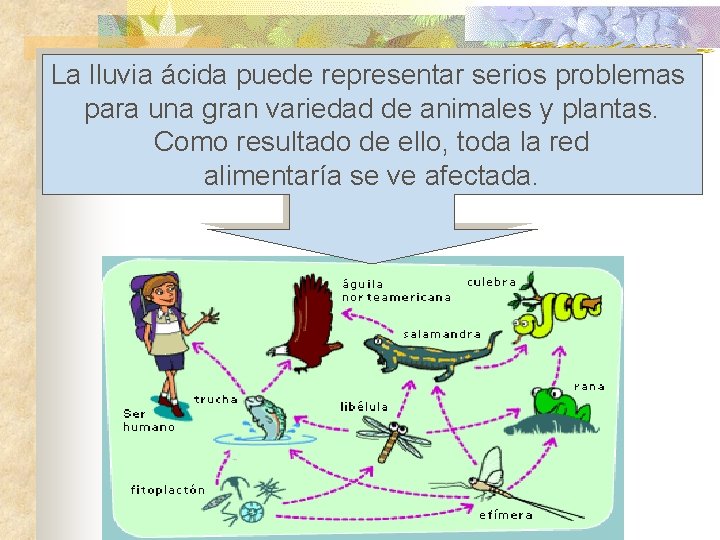 La lluvia ácida puede representar serios problemas para una gran variedad de animales y