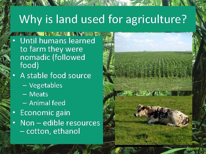 Why is land used for agriculture? • Until humans learned to farm they were