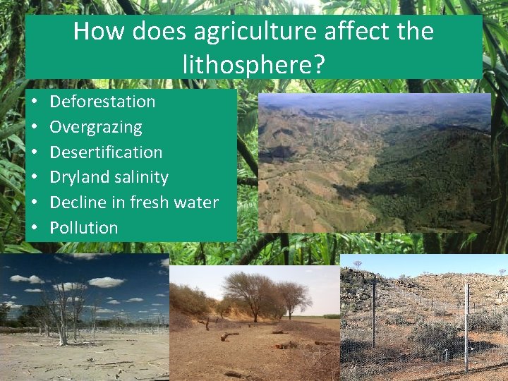 How does agriculture affect the lithosphere? • • • Deforestation Overgrazing Desertification Dryland salinity