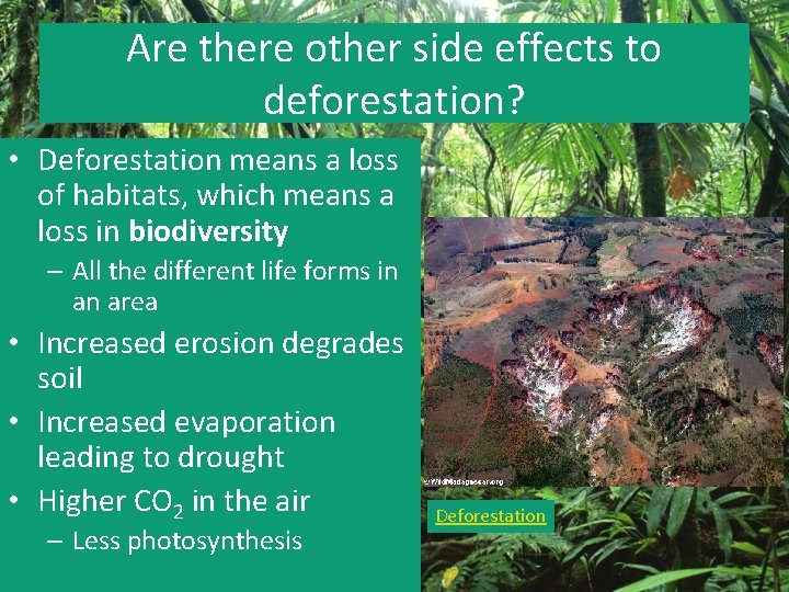 Are there other side effects to deforestation? • Deforestation means a loss of habitats,