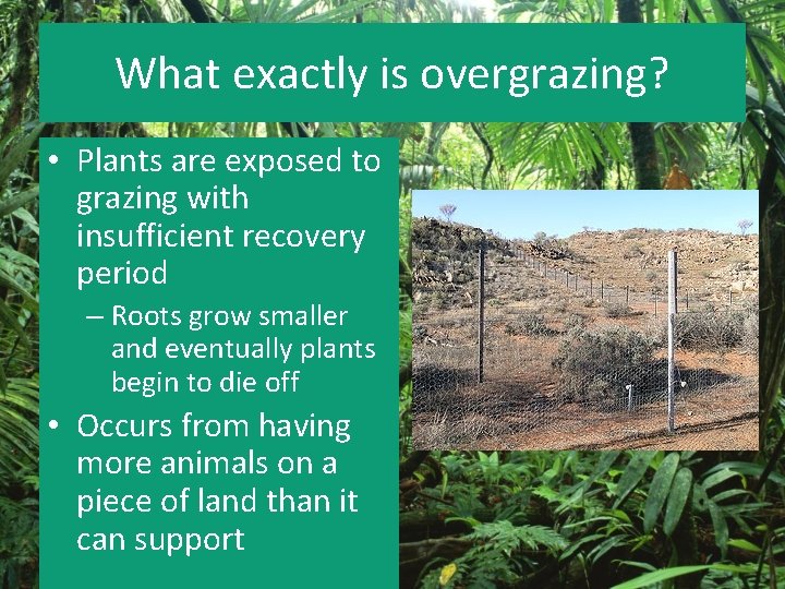 What exactly is overgrazing? • Plants are exposed to grazing with insufficient recovery period