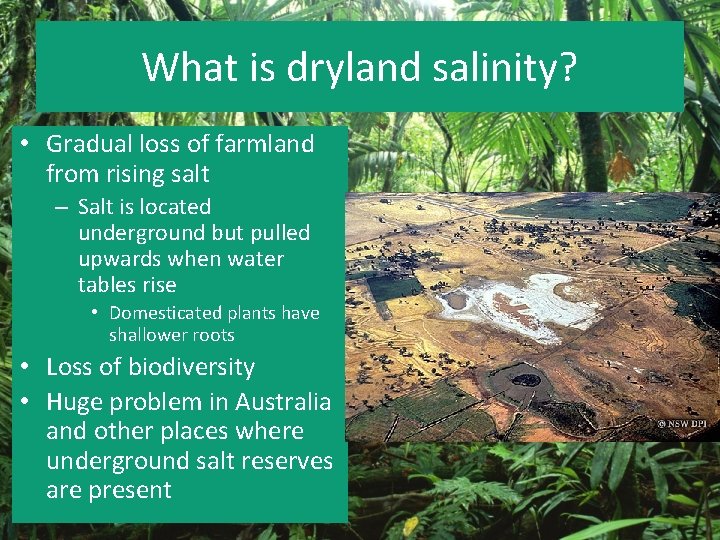 What is dryland salinity? • Gradual loss of farmland from rising salt – Salt