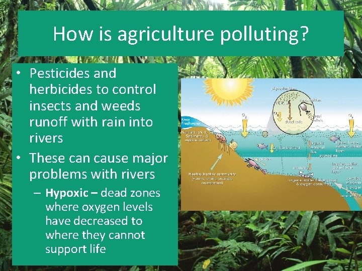 How is agriculture polluting? • Pesticides and herbicides to control insects and weeds runoff