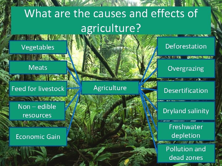 What are the causes and effects of agriculture? Vegetables Deforestation Meats Overgrazing Feed for