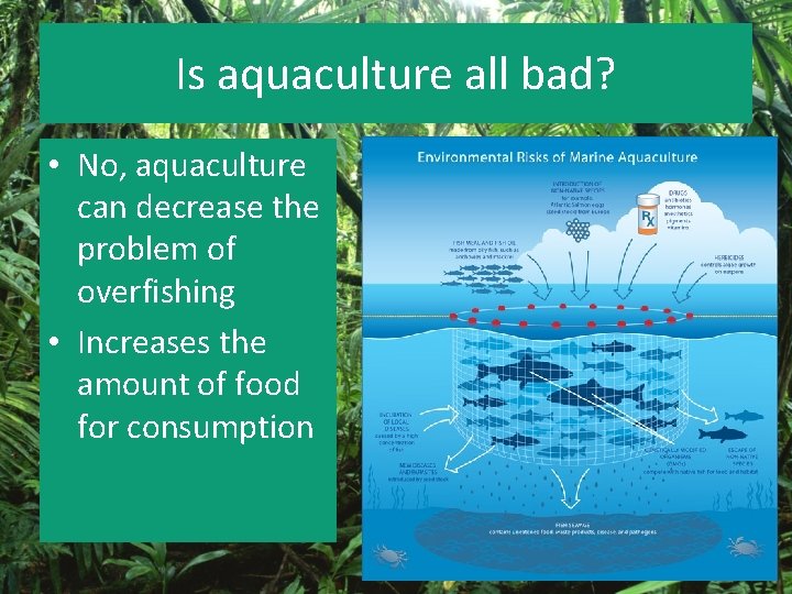 Is aquaculture all bad? • No, aquaculture can decrease the problem of overfishing •