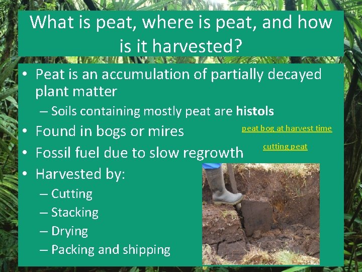 What is peat, where is peat, and how is it harvested? • Peat is