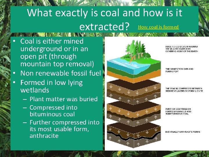 What exactly is coal and how is it extracted? How coal is formed •