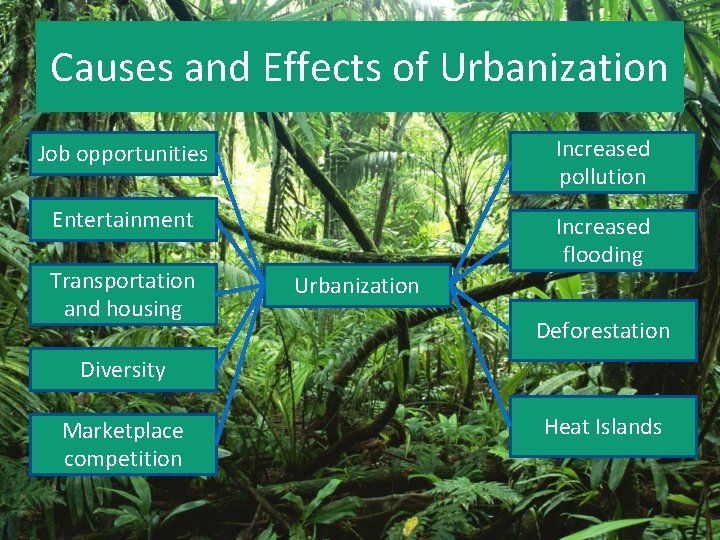 Causes and Effects of Urbanization Job opportunities Increased pollution Entertainment Increased flooding Transportation and