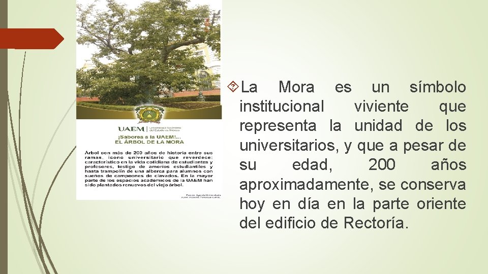  La Mora es un símbolo institucional viviente que representa la unidad de los