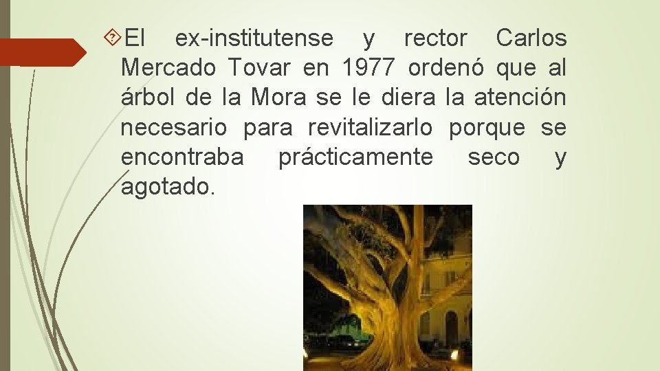  El ex-institutense y rector Carlos Mercado Tovar en 1977 ordenó que al árbol