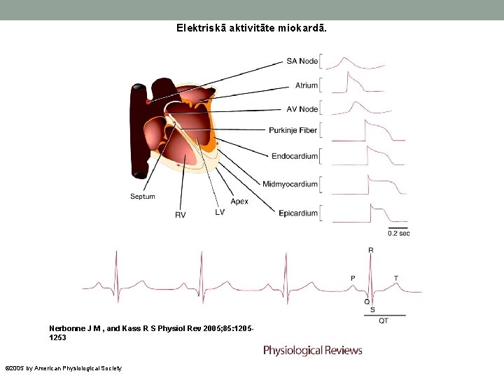Elektriskā aktivitāte miokardā. Nerbonne J M , and Kass R S Physiol Rev 2005;