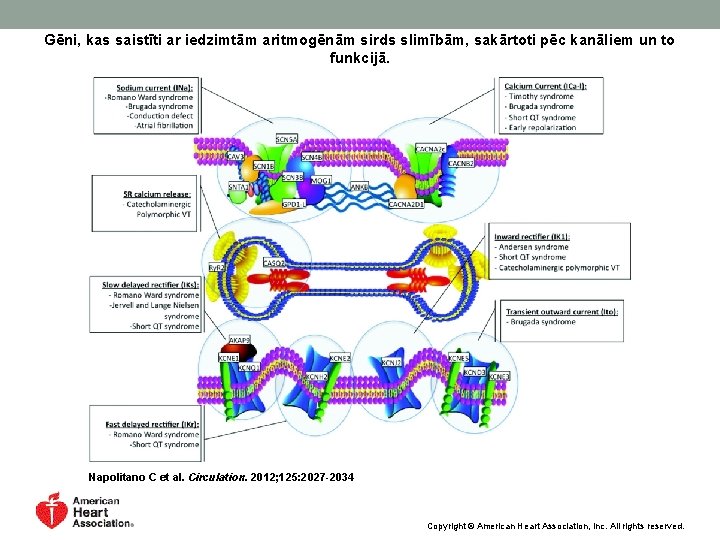 Gēni, kas saistīti ar iedzimtām aritmogēnām sirds slimībām, sakārtoti pēc kanāliem un to funkcijā.