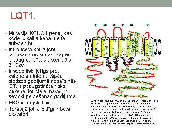 LQT 1. • Mutācija KCNQ 1 gēnā, kas • • kodē Iks kālija kanālu