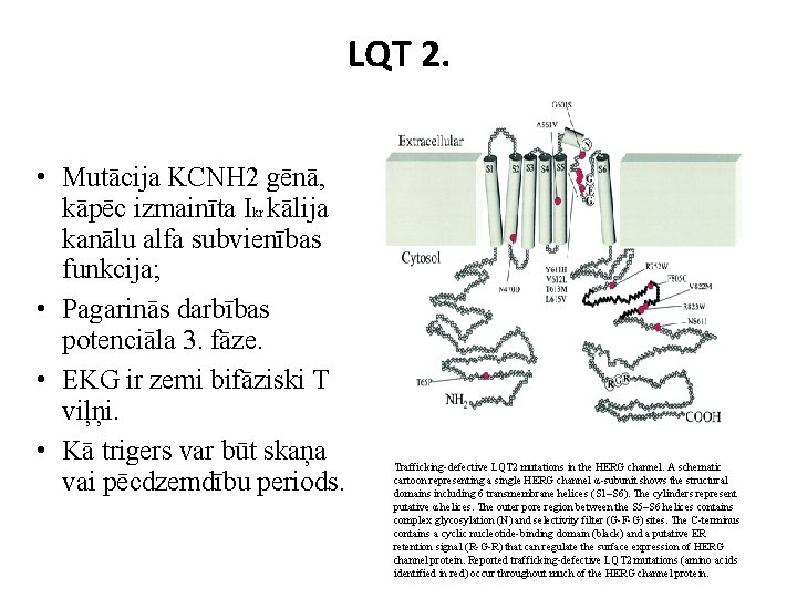 LQT 2. • Mutācija KCNH 2 gēnā, kāpēc izmainīta Ikr kālija kanālu alfa subvienības