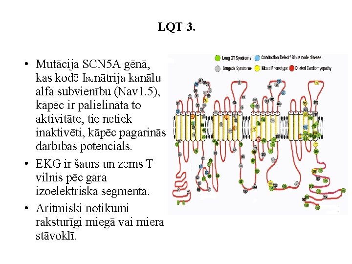 LQT 3. • Mutācija SCN 5 A gēnā, kas kodē INa nātrija kanālu alfa