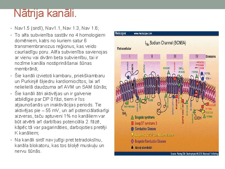 Nātrija kanāli. • Nav 1. 5 (sirdī), Nav 1. 1, Nav 1. 3, Nav