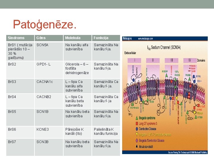 Patoģenēze. Sindroms Gēns Molekula Funkcija Br. S 1 ( mutācija SCN 5 A pierādās
