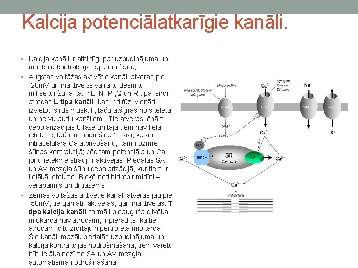 Kalcija potenciālatkarīgie kanāli. • Kalcija kanāli ir atbildīgi par uzbudinājuma un muskuļu kontrakcijas apvienošanu;
