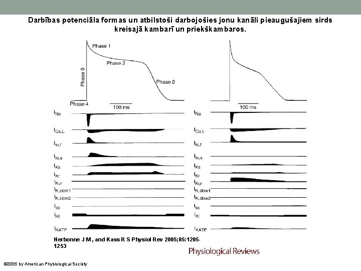 Darbības potenciāla formas un atbilstoši darbojošies jonu kanāli pieaugušajiem sirds kreisajā kambarī un priekškambaros.