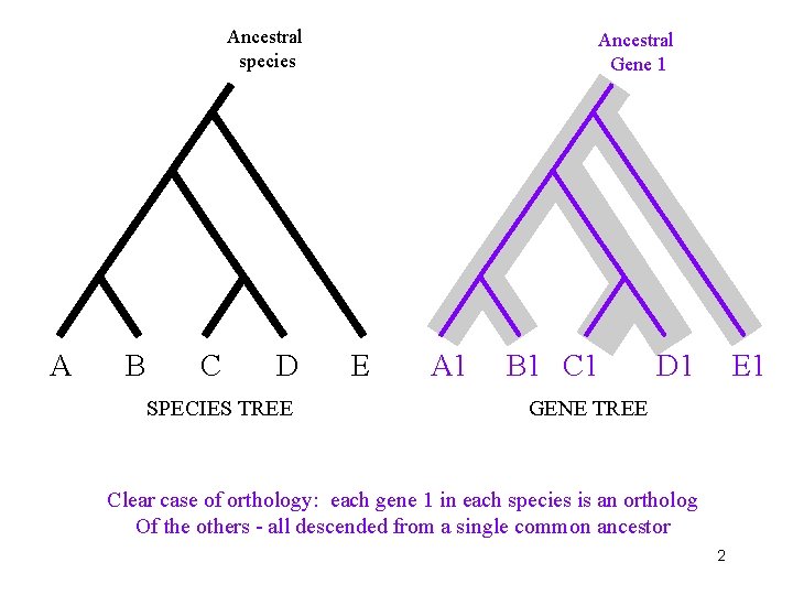Ancestral species A B C D SPECIES TREE Ancestral Gene 1 E A 1