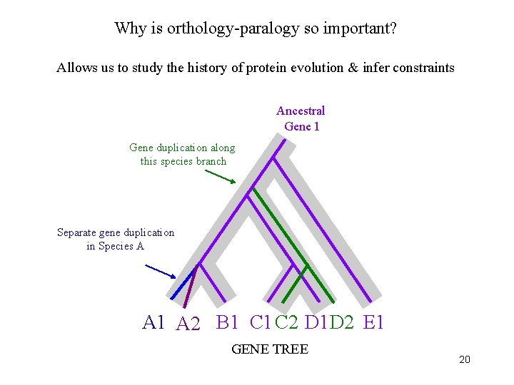 Why is orthology-paralogy so important? Allows us to study the history of protein evolution